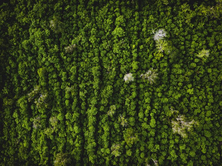 Widok z drona na zielony las deszczowy