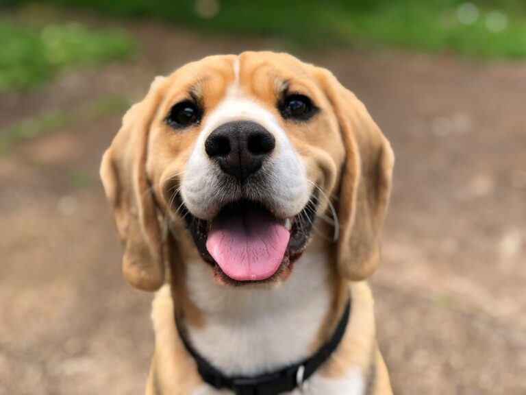 Uśmiechnięty beagle na świeżym powietrzu