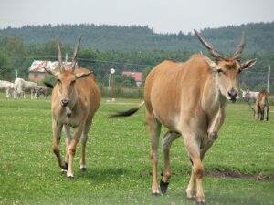 Zoo Wrocław: 160 lat ciągłości, dwie przerwy i słoń za cenę kamienicy