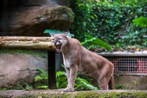 Puma: od keczuańskiego kota do trzeciego największego producenta odzieży sportowej na świecie