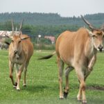 Zoo Wrocław: 160 lat ciągłości, dwie przerwy i słoń za cenę kamienicy